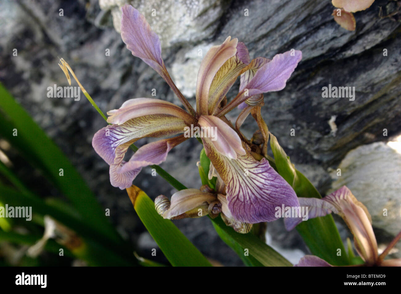 Stinkender Iris (Iris Foetidissima: Iridaceae), UK. Stockfoto