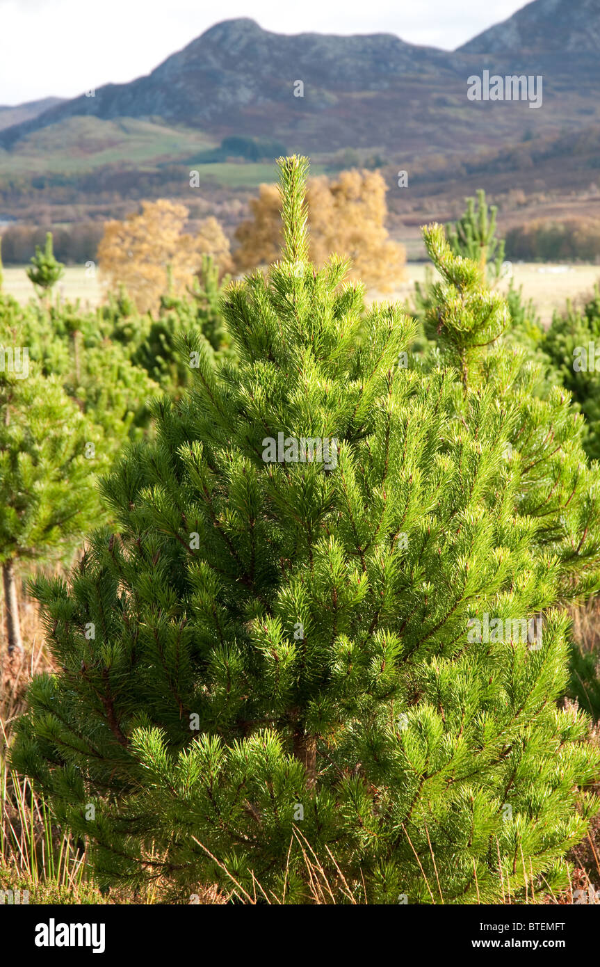 Weihnachtsbaum, Lodge Pole Kiefer, eines der beliebtesten Sorten in Großbritannien. Wächst in Inverness, Schottland. Stockfoto