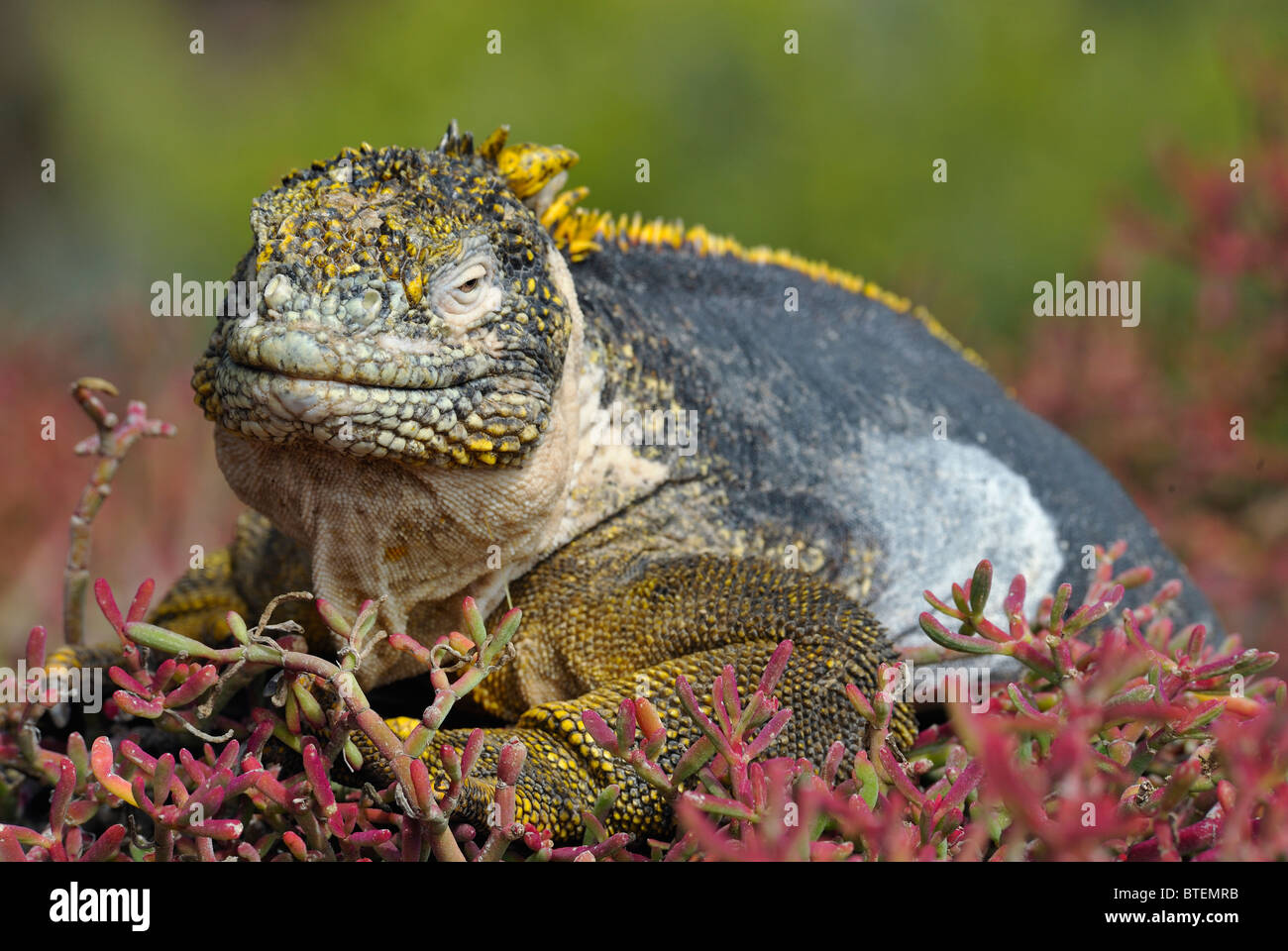 Galapagos Land Iguana auf South Plaza Island, Galapagos, Ecuador Stockfoto