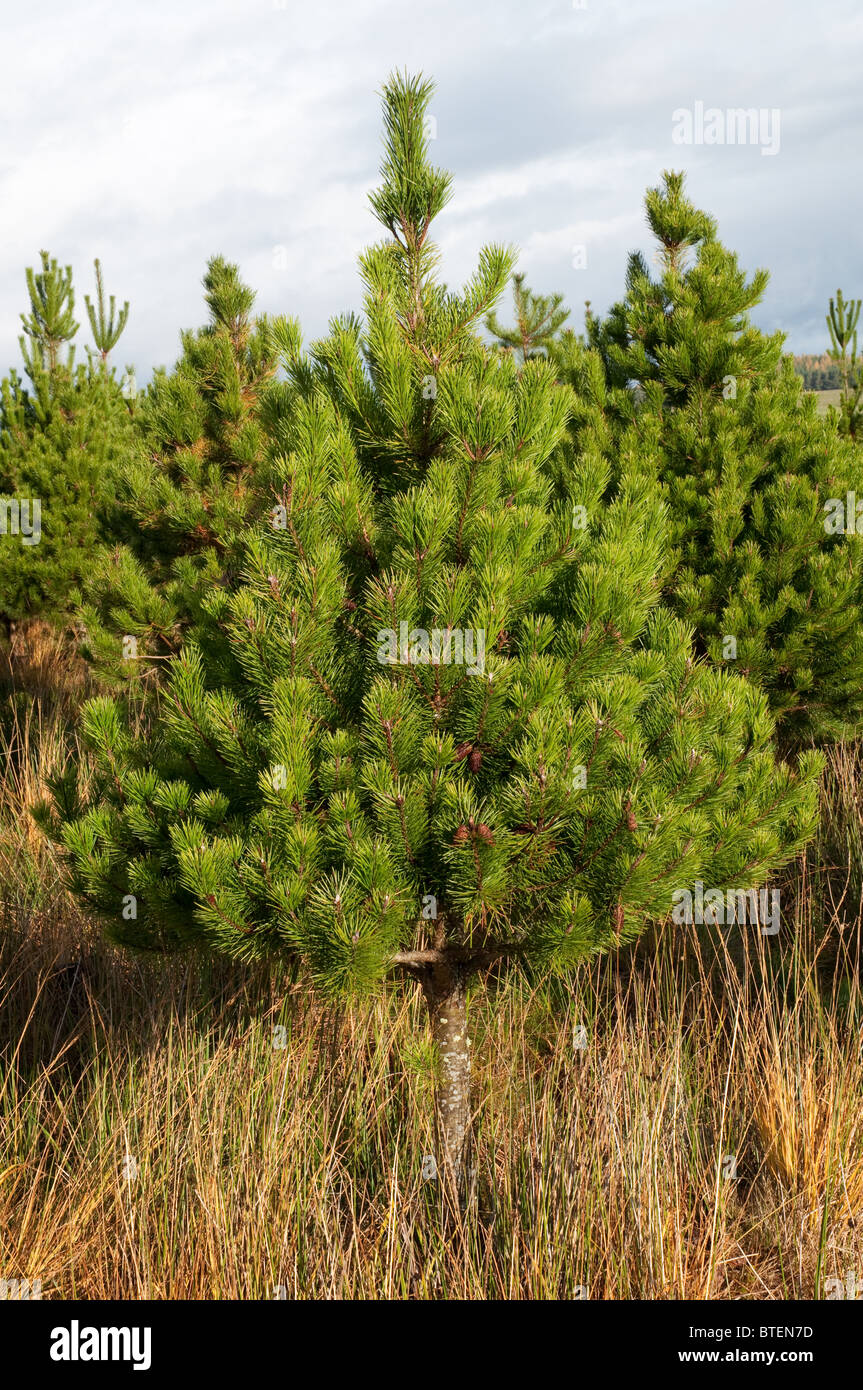 Weihnachtsbäume, Lodge Pole Kiefer, eines der beliebtesten Sorten in Großbritannien. Wächst in Inverness, Schottland. Stockfoto