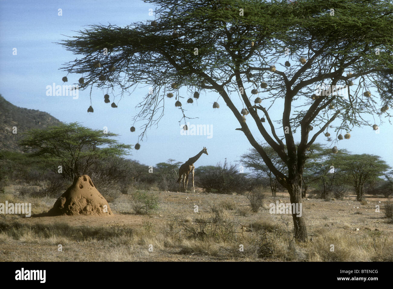 Acacia Tortilis Baum schwarz begrenzt Weaver Vögel Nester retikuliert Giraffe und Termite Hügel Samburu National Reserve Kenia Afrika Stockfoto