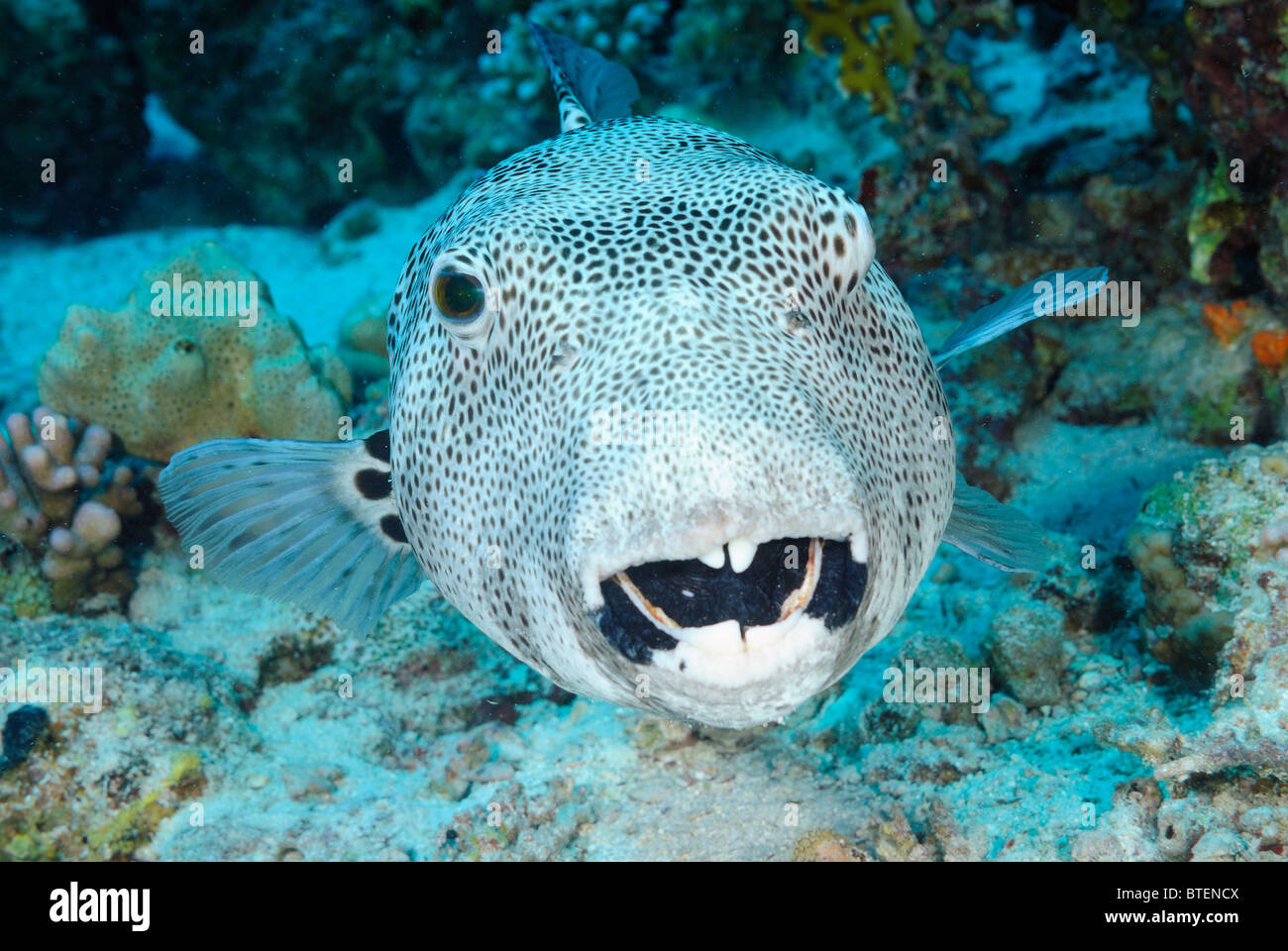 Sterne Kugelfische, Küste von Safaga, Ägypten, Rotes Meer Stockfoto