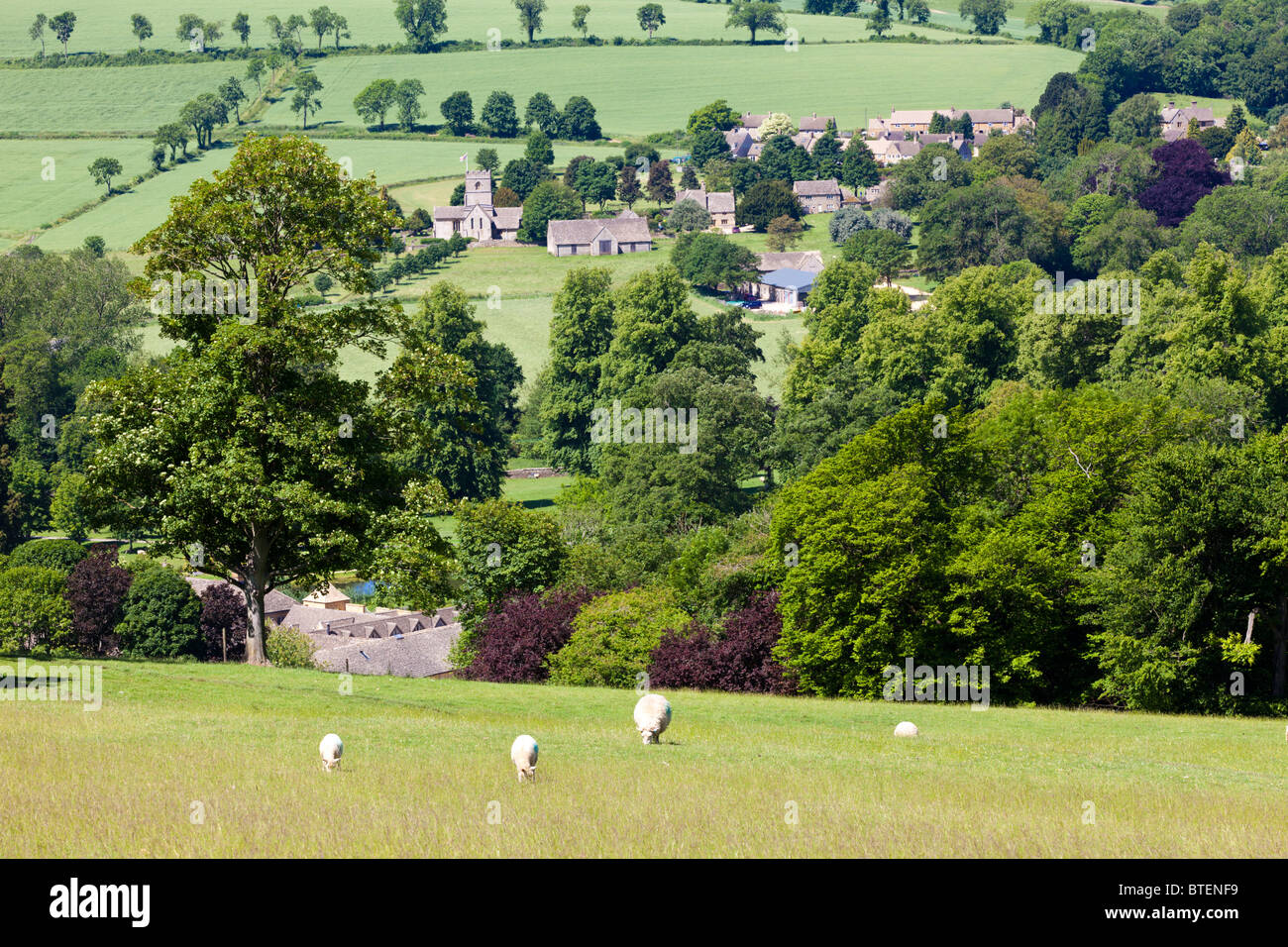 Schafe grasen auf den Hügeln oberhalb der Cotswold Dorf Guiting Power, Gloucestershire Stockfoto