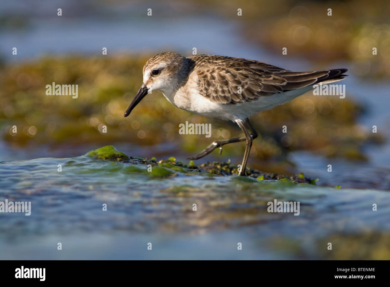 Halbpalmierter Sandpiper (Calidris pusilla), der entlang der felsigen Küste auf den Azoren, Portugal, auf der Suche ist. Stockfoto