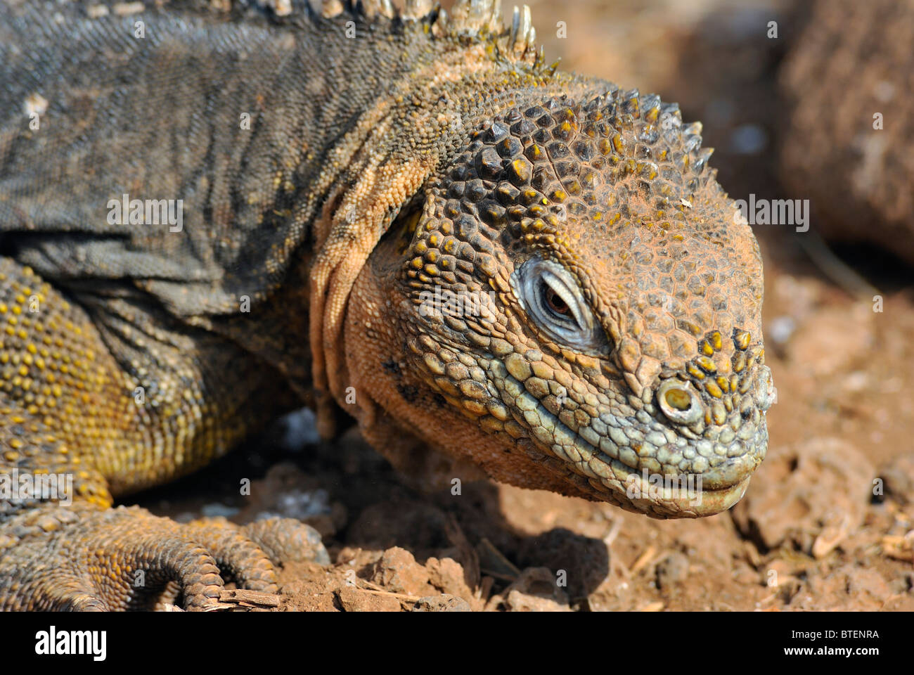 Galapagos Land Iguana auf Seymour Island, Galapagos, Ecuador Stockfoto