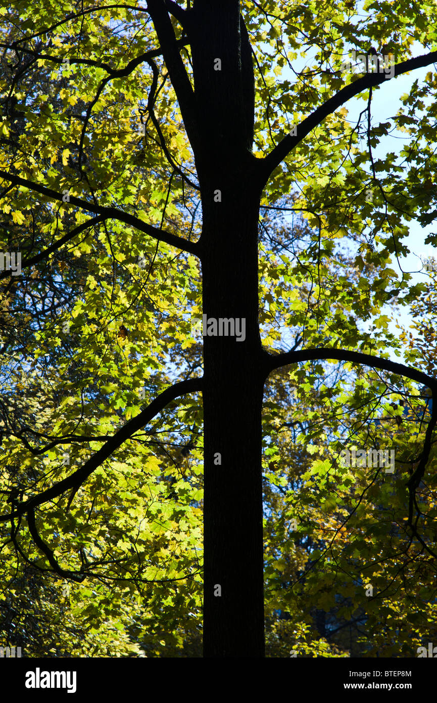 Silhouette wie dunkle Äste und Stamm ein Ahornbaum im Herbst / verlieben Sie sich in einem alten Friedhof in München, Deutschland Stockfoto