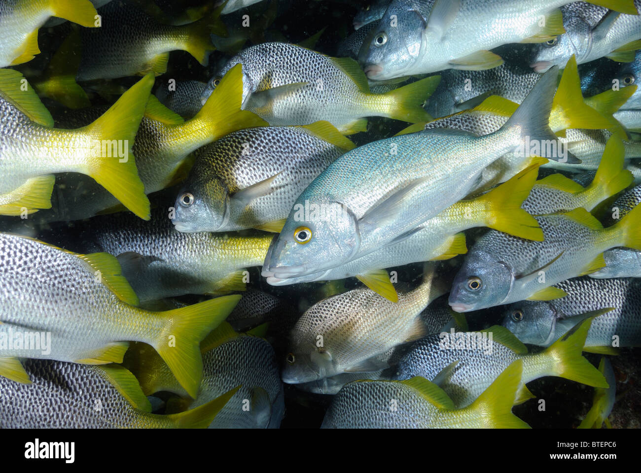 Schule der Burrito Grunzen Fische, Galapagos, Ecuador Stockfoto