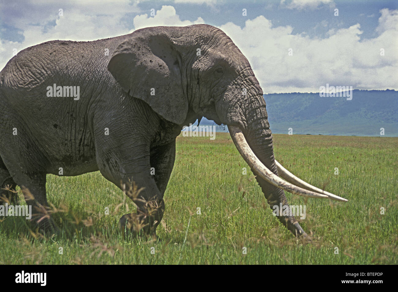 Sehr feine Reife Elefantenbulle mit herrlichen sehr lange Elefantenstoßzähne Ngorongoro Krater Tansania Ostafrika Stockfoto