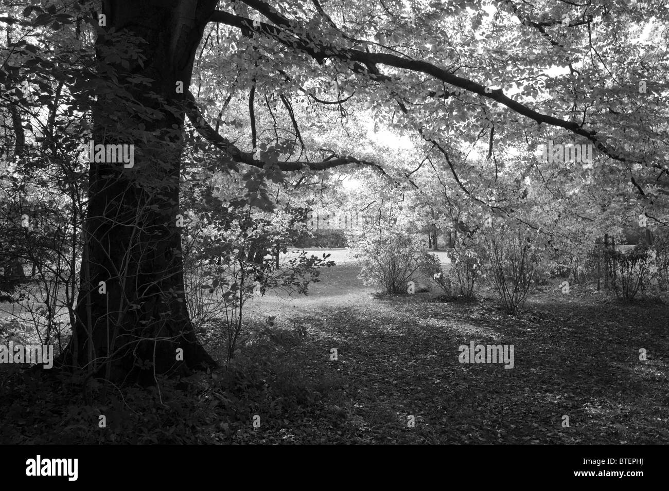 Büsche und Buche Baum im Herbst / Herbst im englischen Garten in München, Deutschland Stockfoto