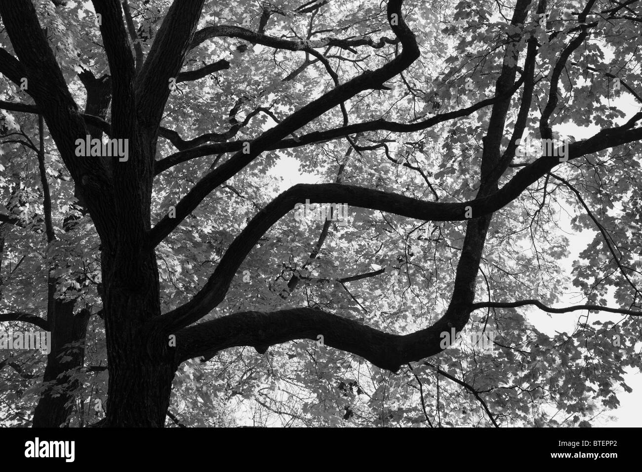 Silhouette wie dunkle Äste und Stamm einer Buche im Herbst / verlieben Sie sich in einem alten Friedhof in München, Deutschland Stockfoto
