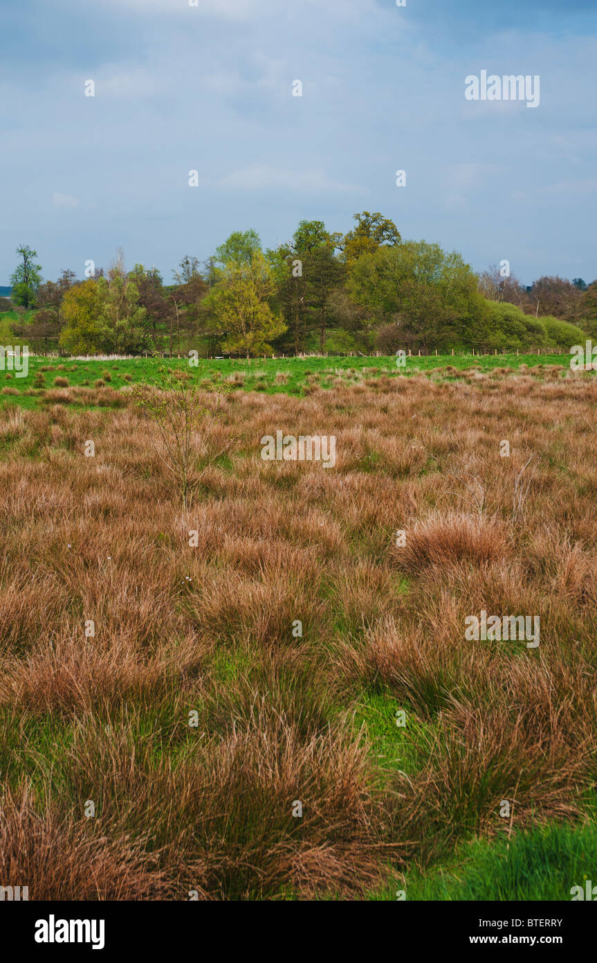Blick über weite Felder und Bracken in Midhurst Hampshire mit Bäumen über Stockfoto