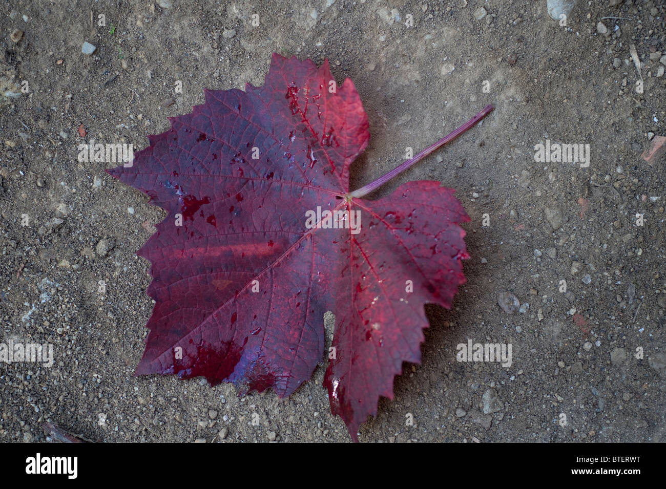 Red maple leaf auf Grau backfround Stockfoto