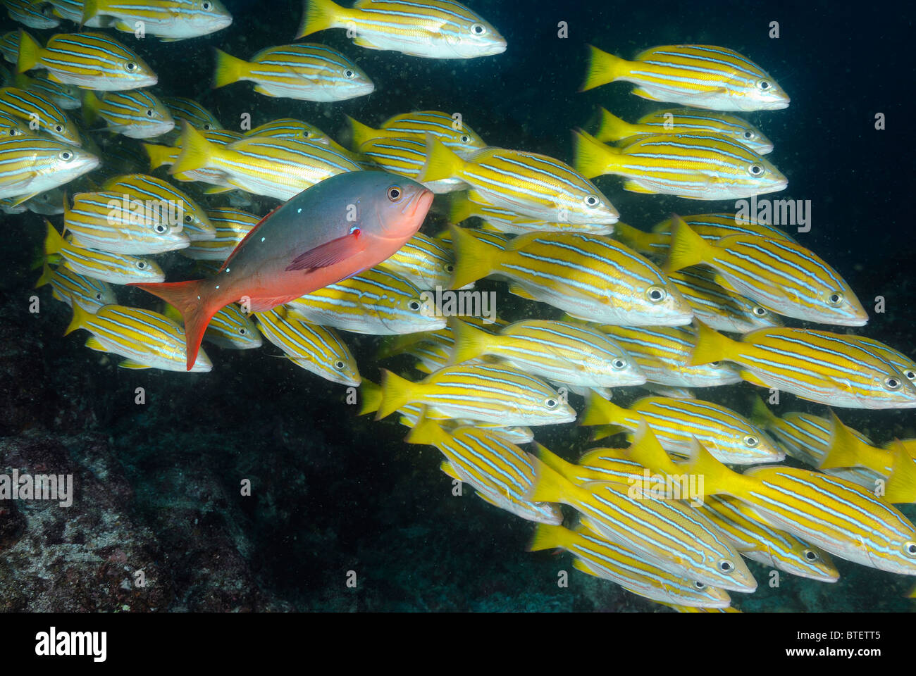 Schule von blau und Gold Snapper Fischen, Galapagos, Ecuador Stockfoto