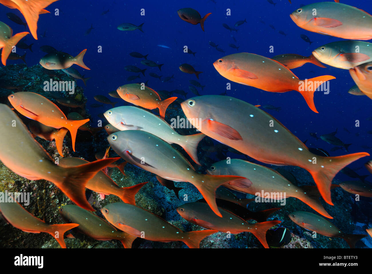 Schule des pazifischen Creolefish, Galapagos, Ecuador Stockfoto