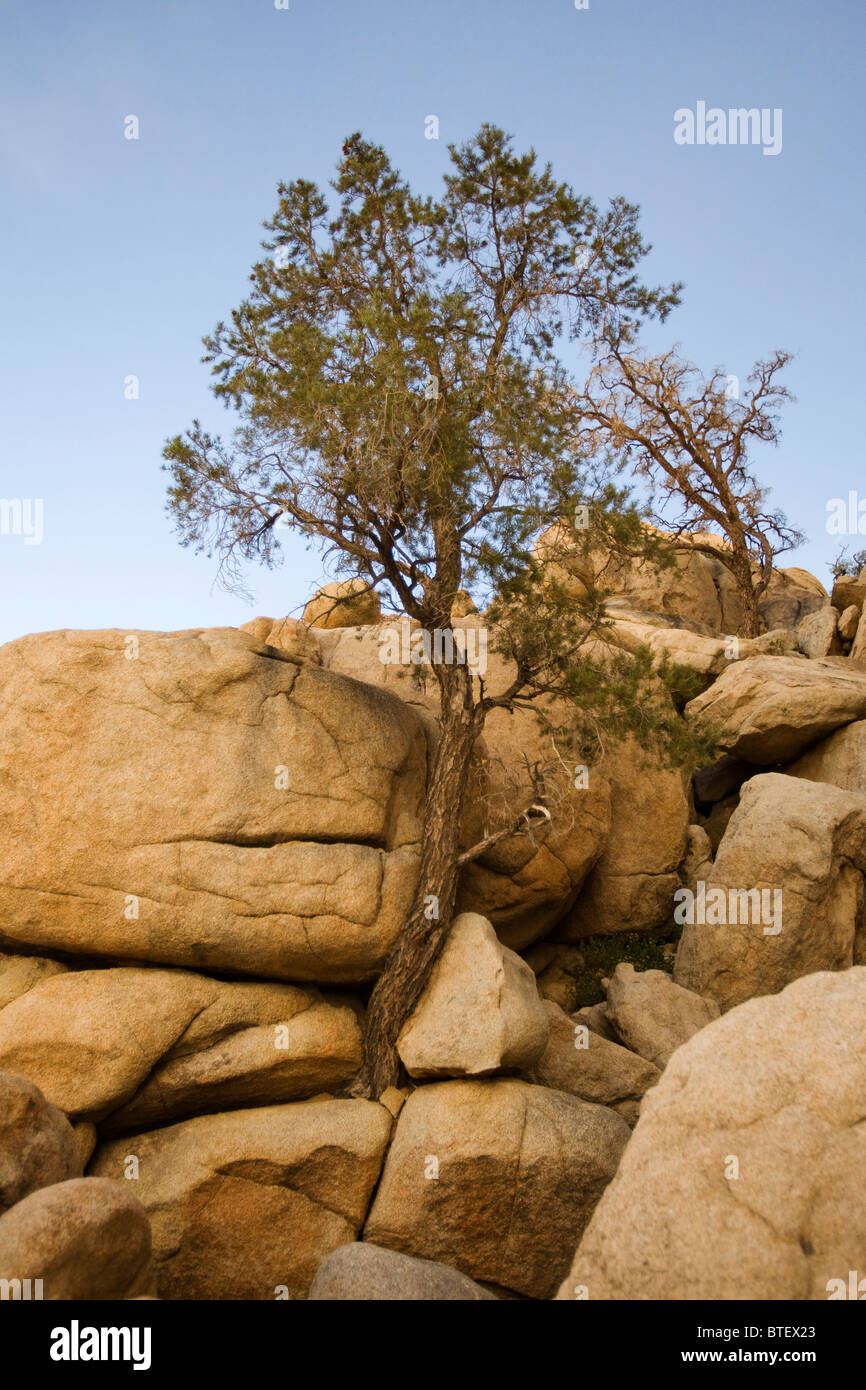 Ein einsamer Baum wächst in einem gemeinsamen Monzogranite Rock - Kalifornien USA Stockfoto