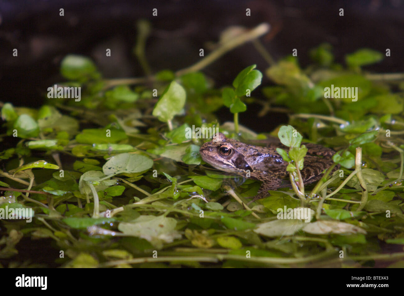 Grasfrosch, Amphibien, Schwimmen im Teich voller Unkraut, Brunnenkresse, Norfolk, Großbritannien Stockfoto