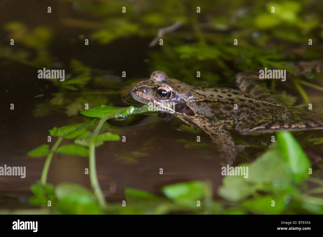 Grasfrosch, Amphibien, Schwimmen im Teich voller Unkraut, Brunnenkresse, Norfolk, Großbritannien Stockfoto