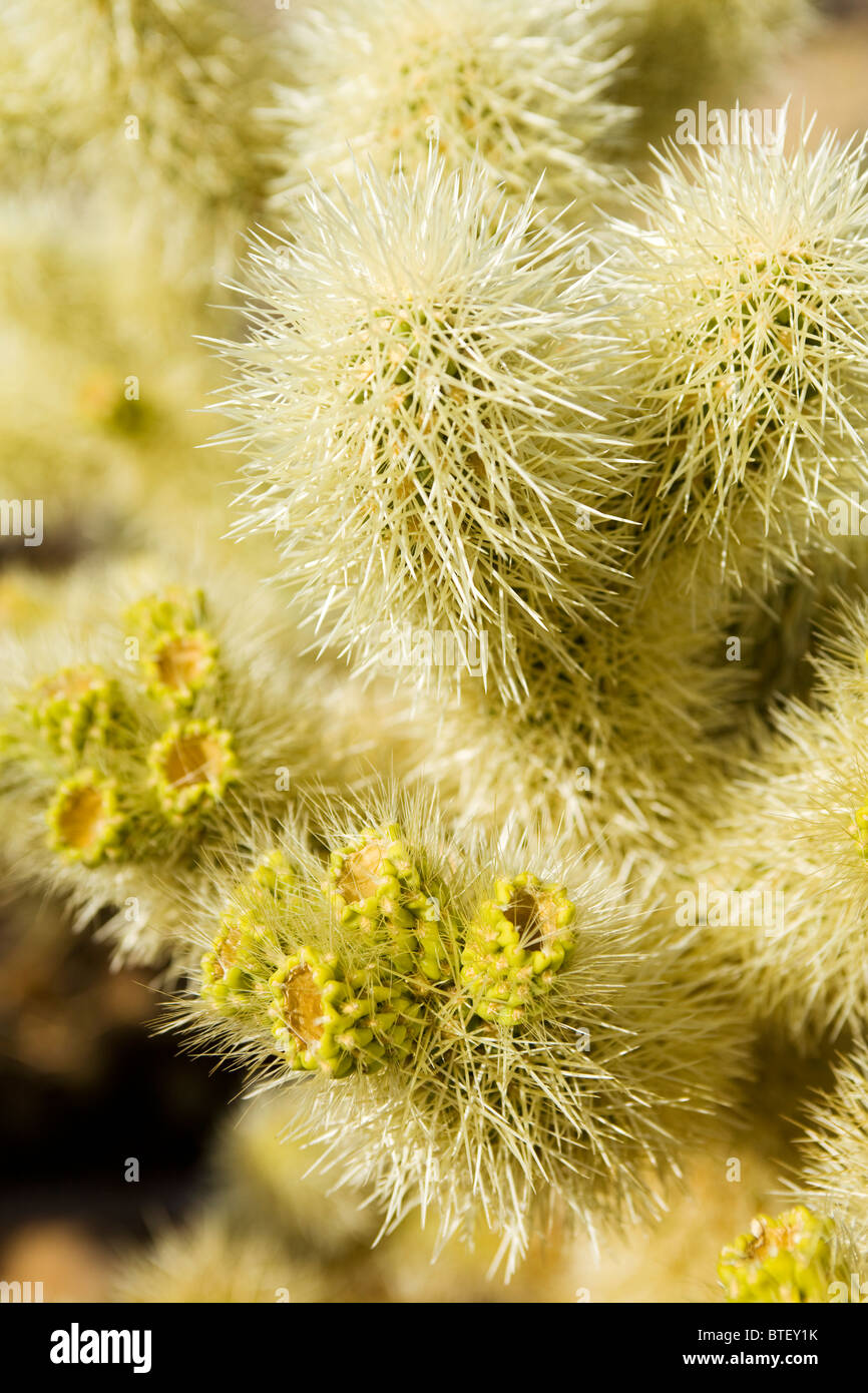 Cholla Cactus close up - Kalifornien, USA Stockfoto