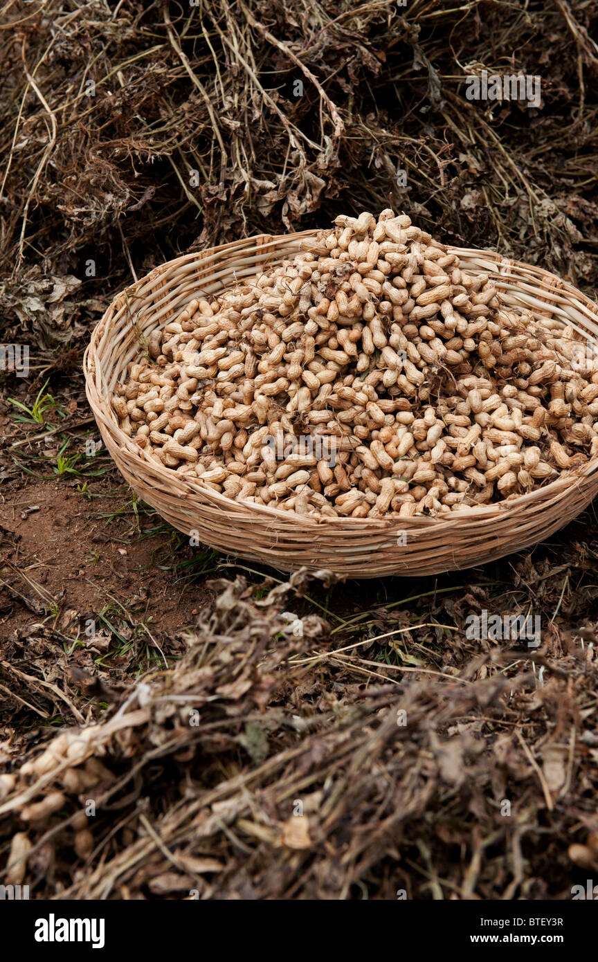 Geerntet Erdnüsse in einem Korb. Andhra Pradesh, Indien Stockfoto