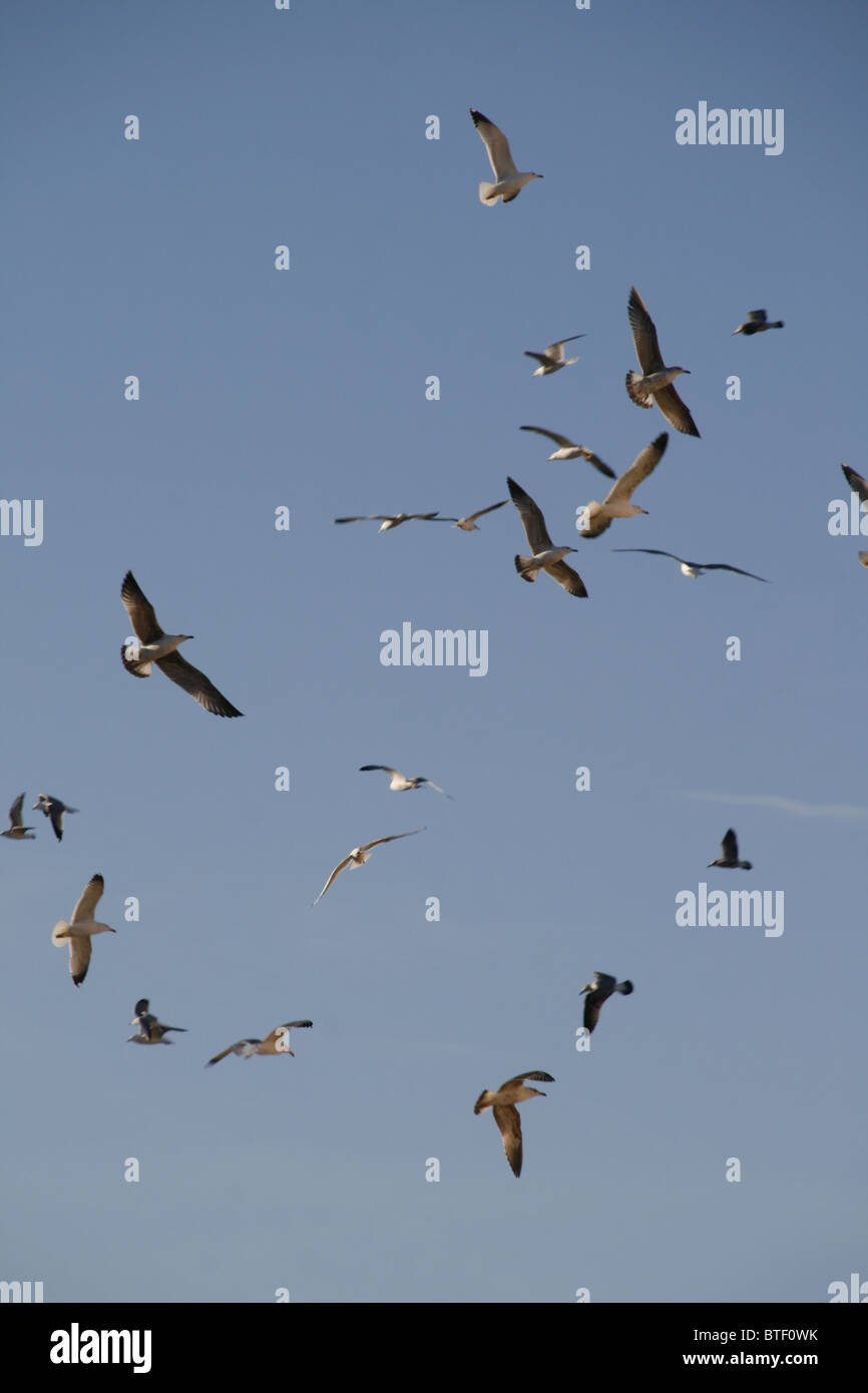 Herde von Möwen fliegen in blauer Himmel Stockfoto