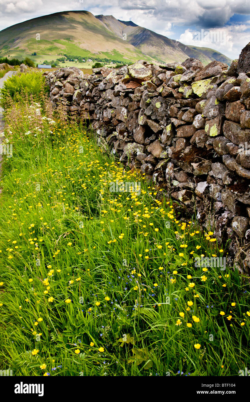 Eine Trockenmauer und Wildblumen in der Nähe von Castlerigg in Lake District National Park, Cumbria, England, Großbritannien Stockfoto