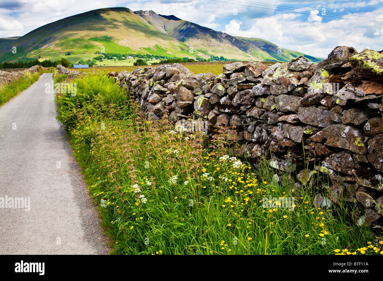 Eine Trockenmauer und Wildblumen in der Nähe von Castlerigg in Lake District National Park, Cumbria, England, Großbritannien Stockfoto