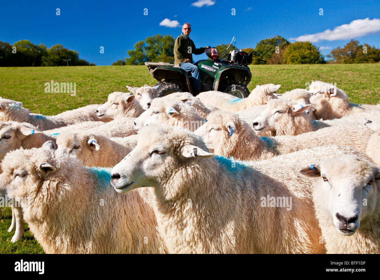 Ein moderner Tag Schäfer auf einem Quad-Bike eine Schafherde Romney in einem Feld zu kontrollieren. Stockfoto