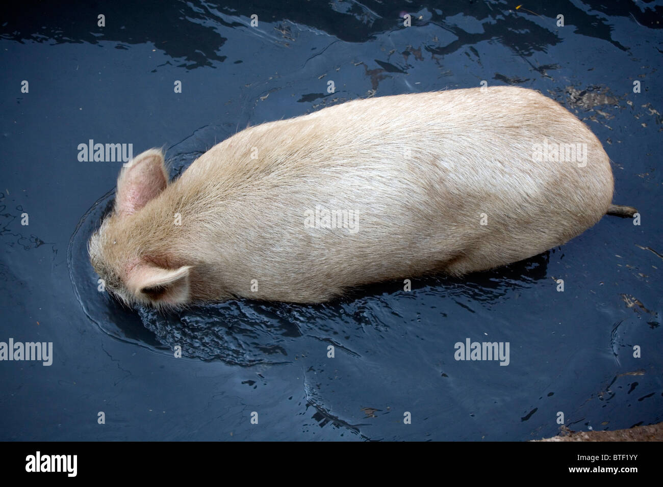 Schwein, Essen in schwarzen Abwasser Stockfoto