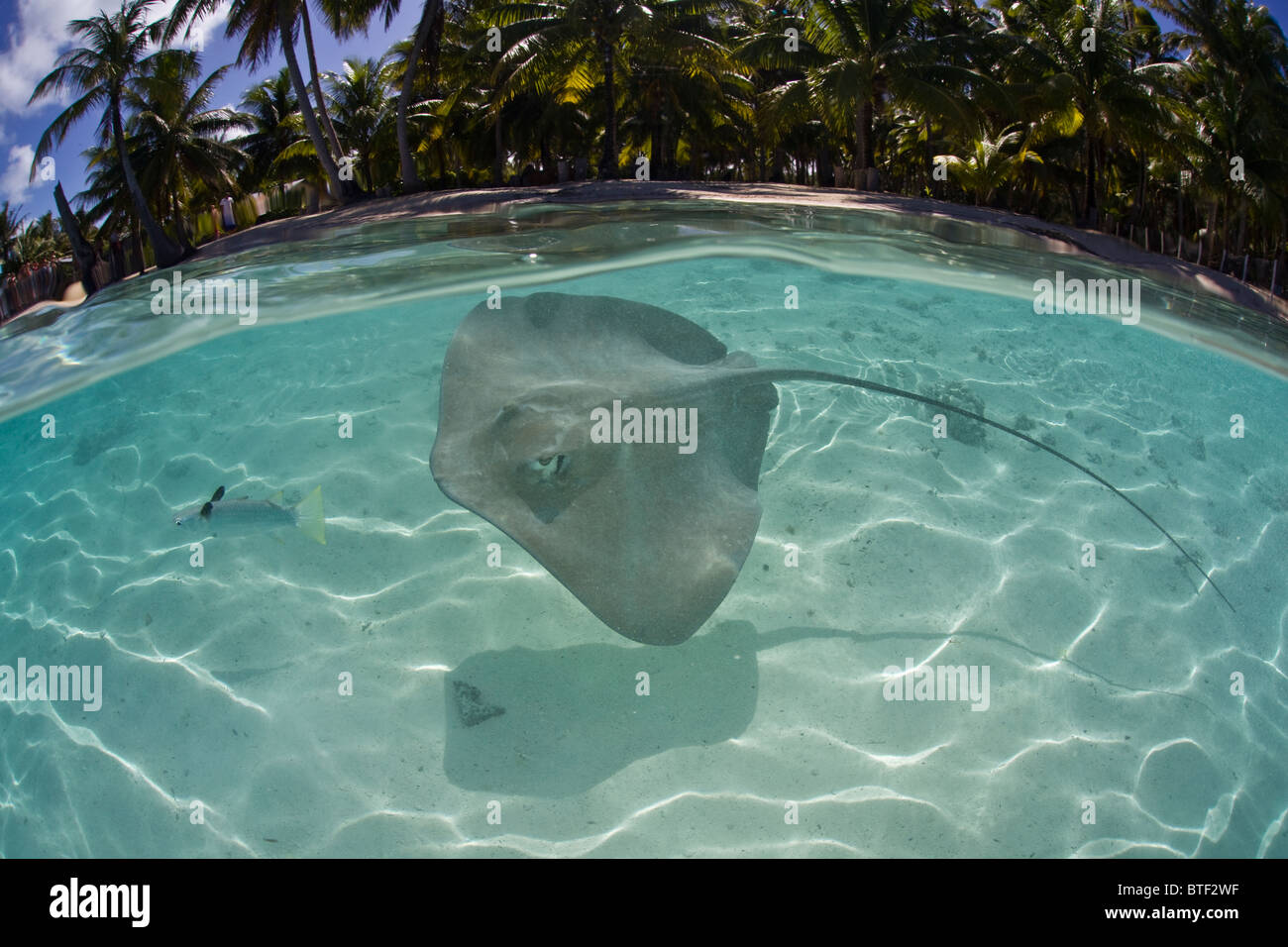 Tahitian Stachelrochen schwimmen durch das klare Wasser der Französisch Polynesischen Lagune.  Dieser Strahl ist üblich in der gesamten Region. Stockfoto