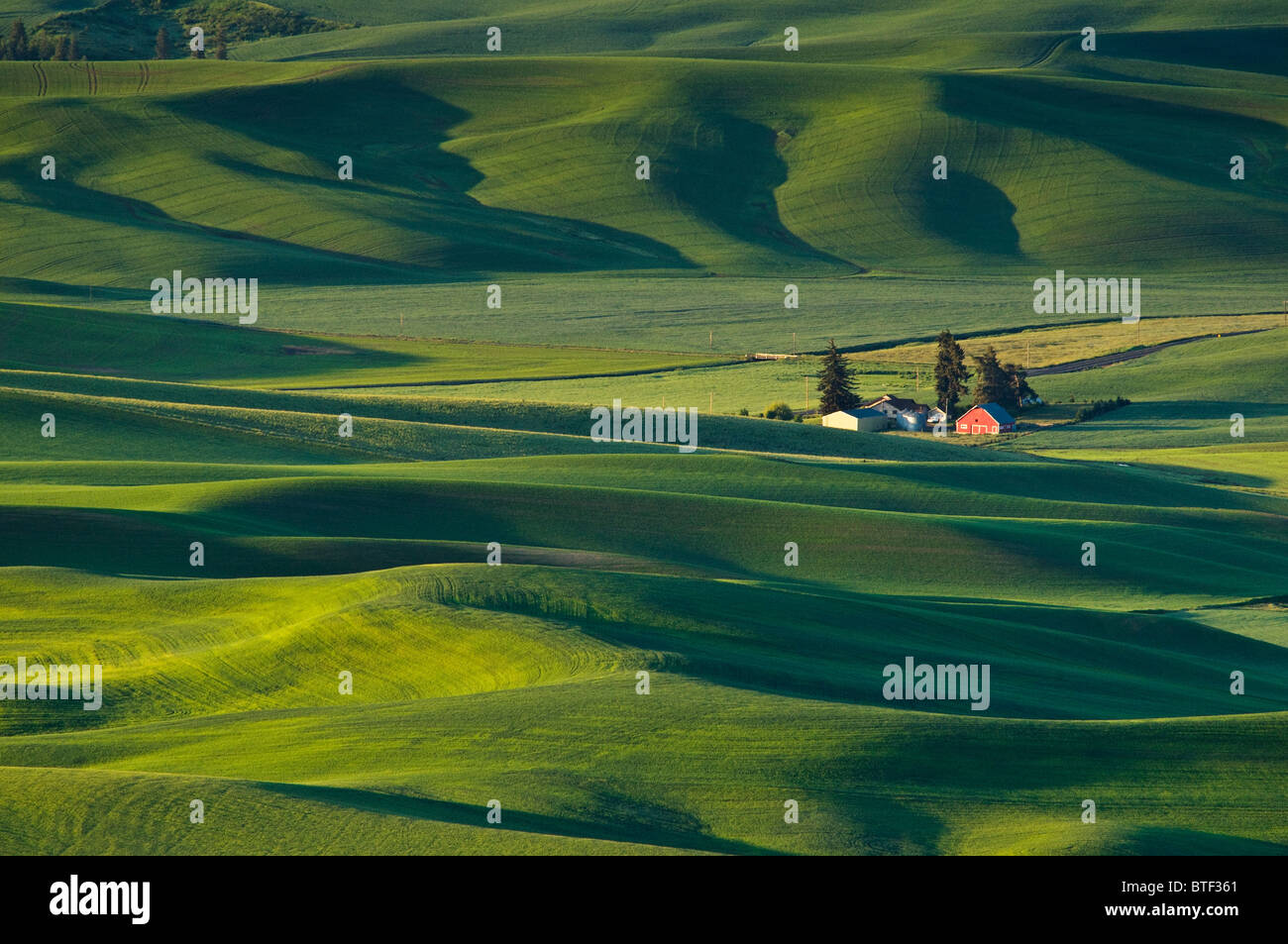 Palouse Farm und Weizen Felder aus Steptoe Butte, Washington. Stockfoto