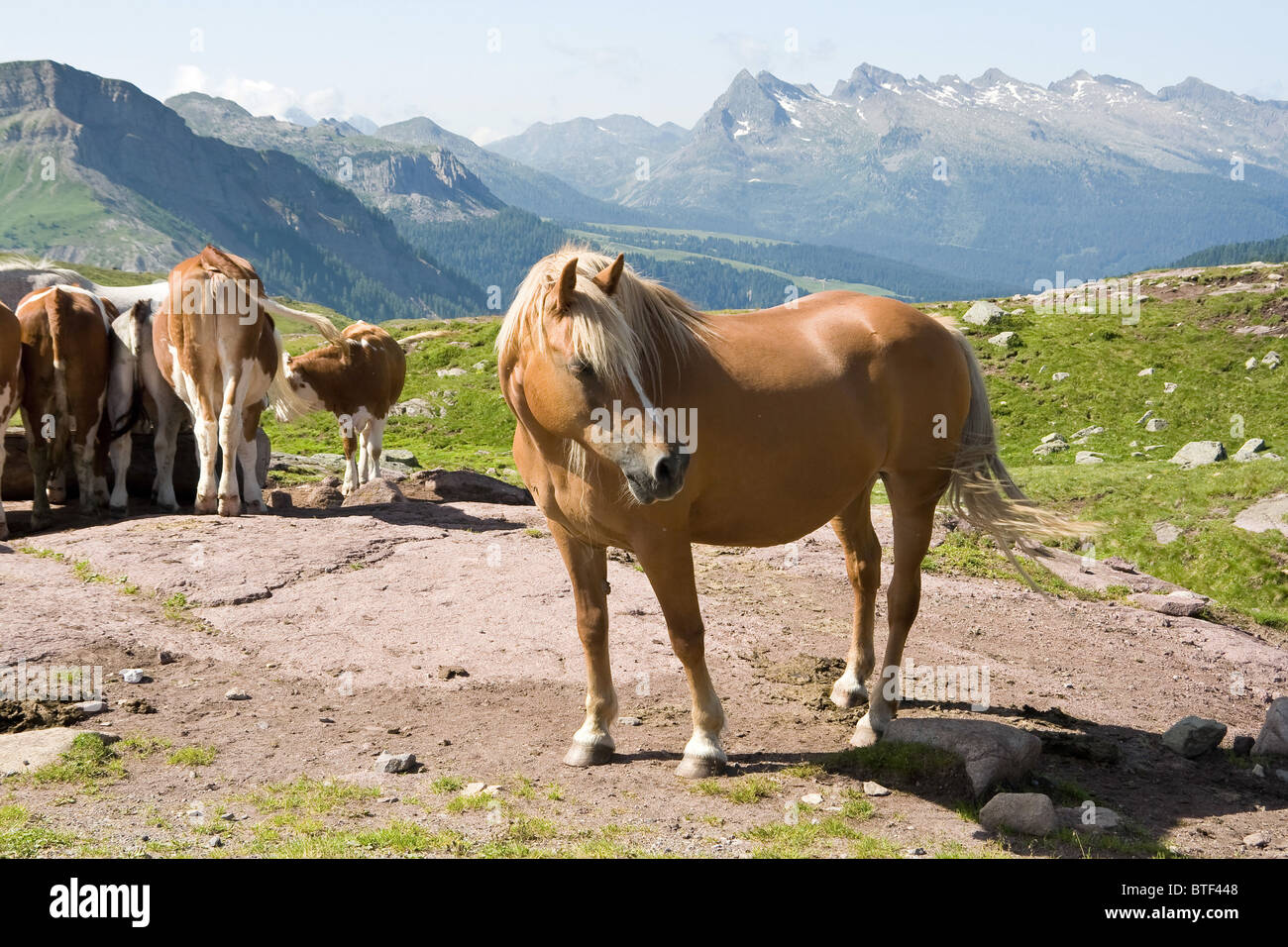 schönes Pferd und eine Gruppe von Kühe weiden frei in italienischen Alpen Stockfoto