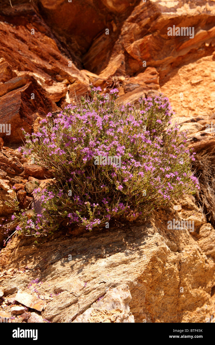 Wilder Thymian Blüte in den Sandsteinfelsen von Ios, Kykladen Griechenland Stockfoto