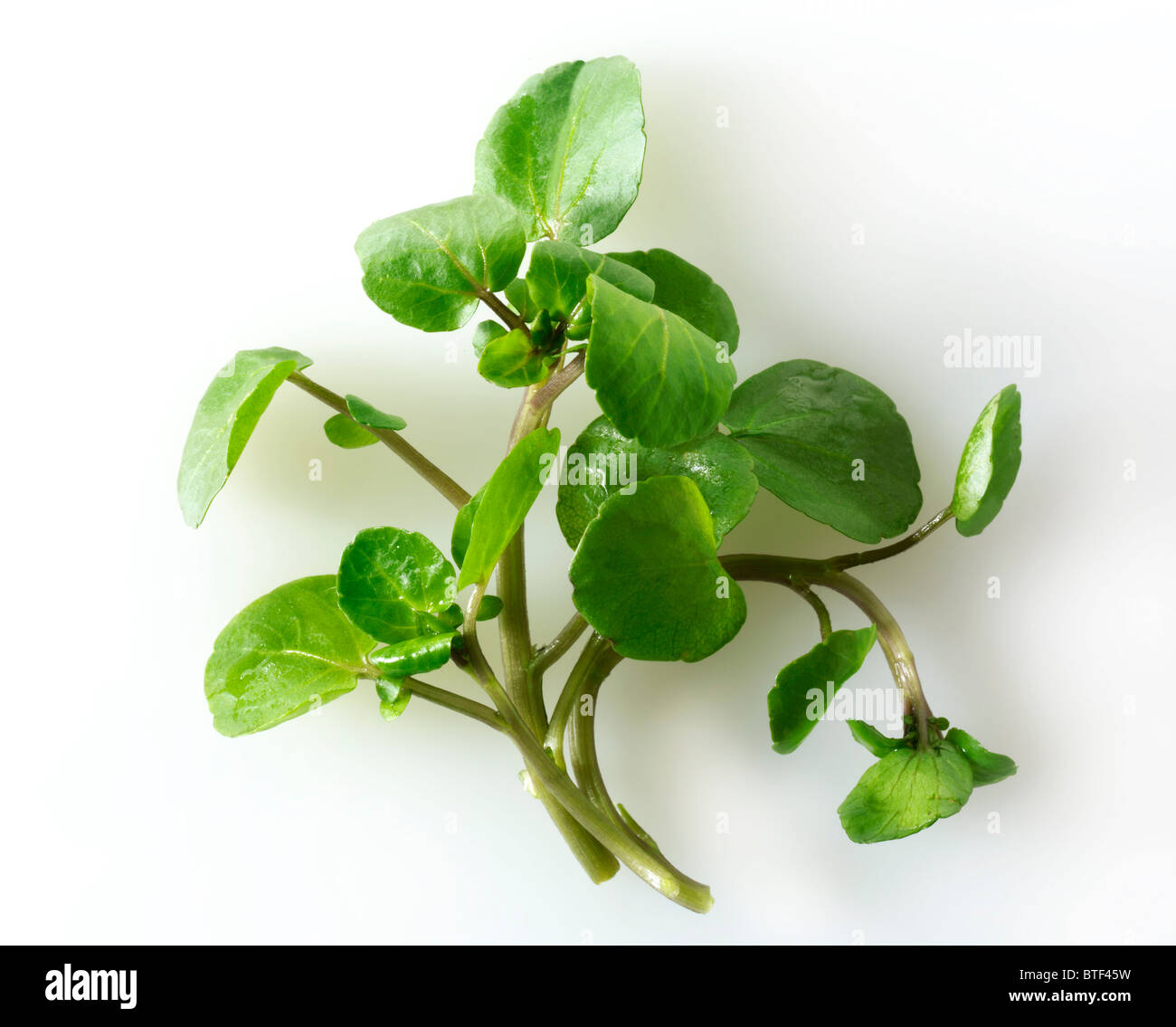 Frische Kresse Blätter Stockfotografie - Alamy