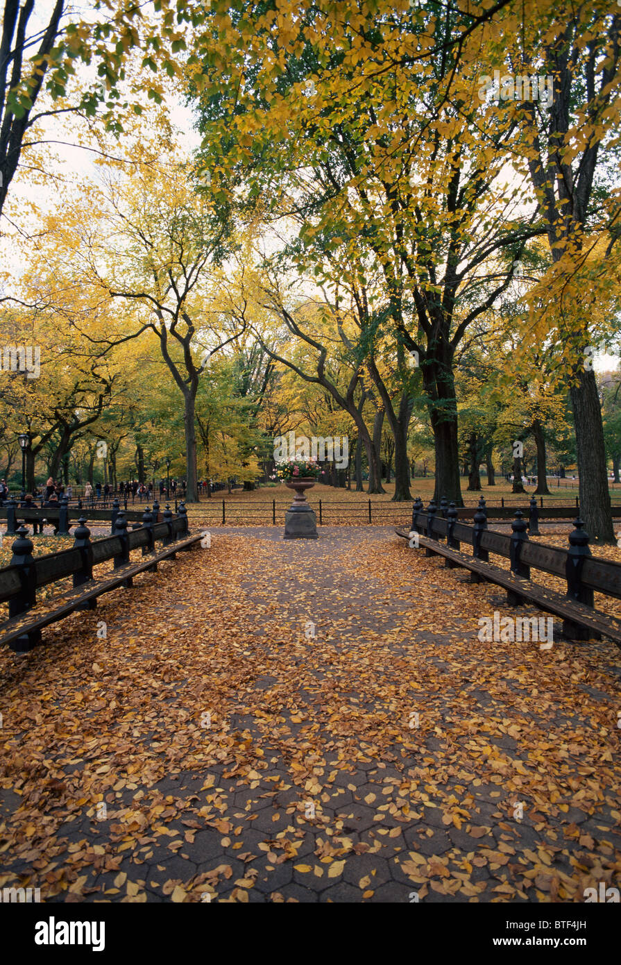 Gefallene Blätter auf einem Pfad im Central Park in New York City im Herbst. © Craig M. Eisenberg Stockfoto