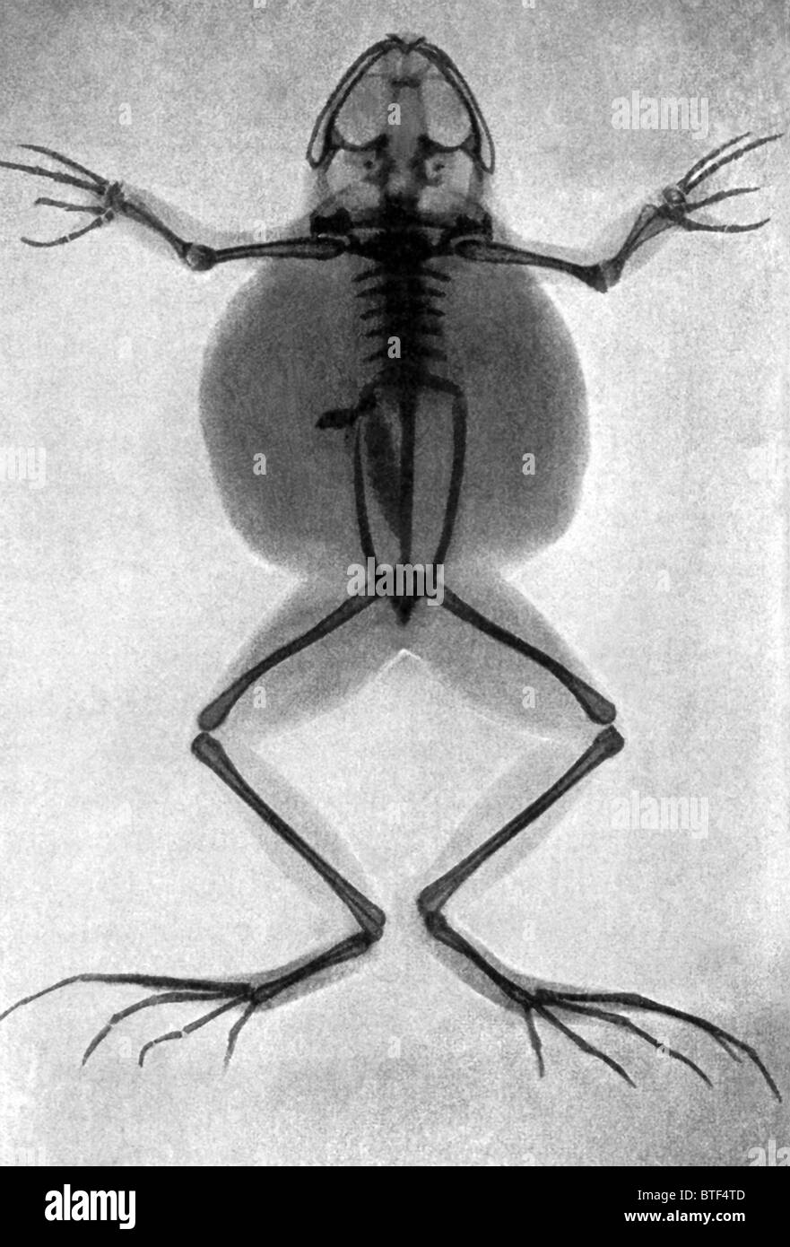 Das 1917 Rontgen Ray Foto von einem Grasfrosch zeigt die relativ kleine Menge von Knochen, die in den Schädel Struktur tritt Stockfoto
