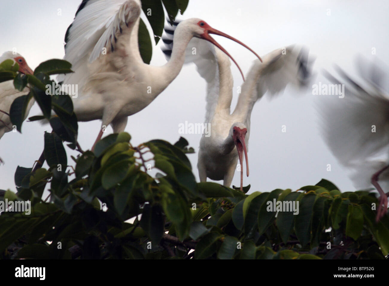 Weißer Ibis Stockfoto