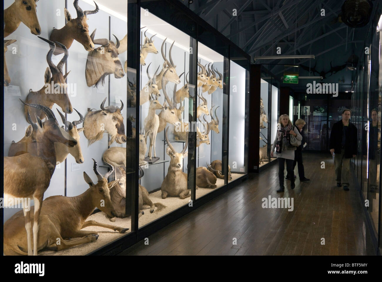 zoological-museum-tring-walter-rothschild-stockfotos-und-bilder-kaufen