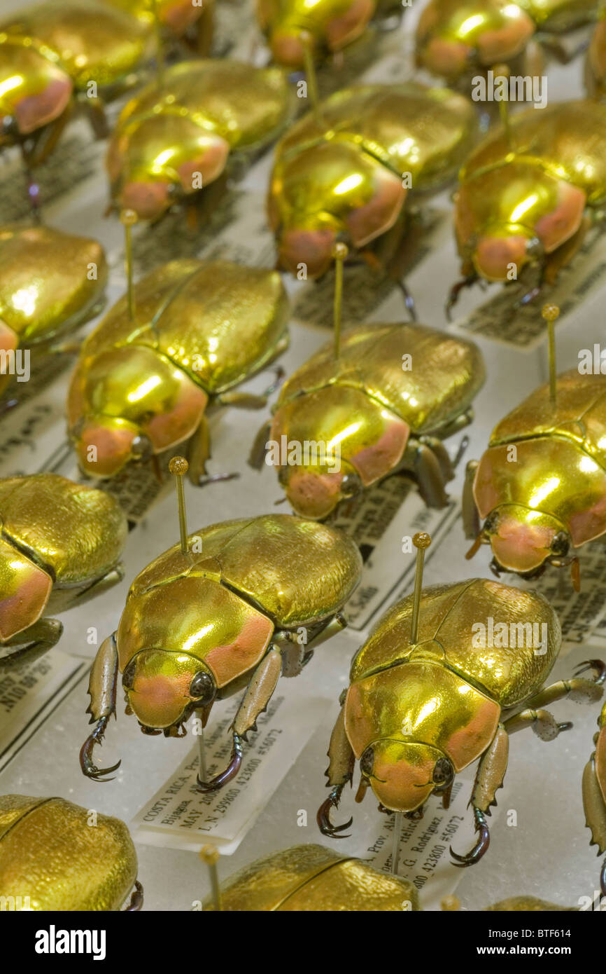 Juwel-Beetle-Kollektion - Chrysina Aurigans - im Instituto Nacional de Biodiversidad (INBio), Costa Rica Stockfoto