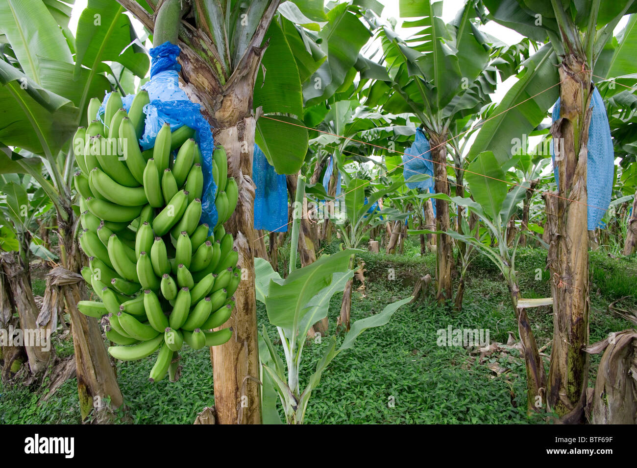 Bananen-Plantage in der Nähe von Guápiles, Provinz Limón, Costa Rica Stockfoto