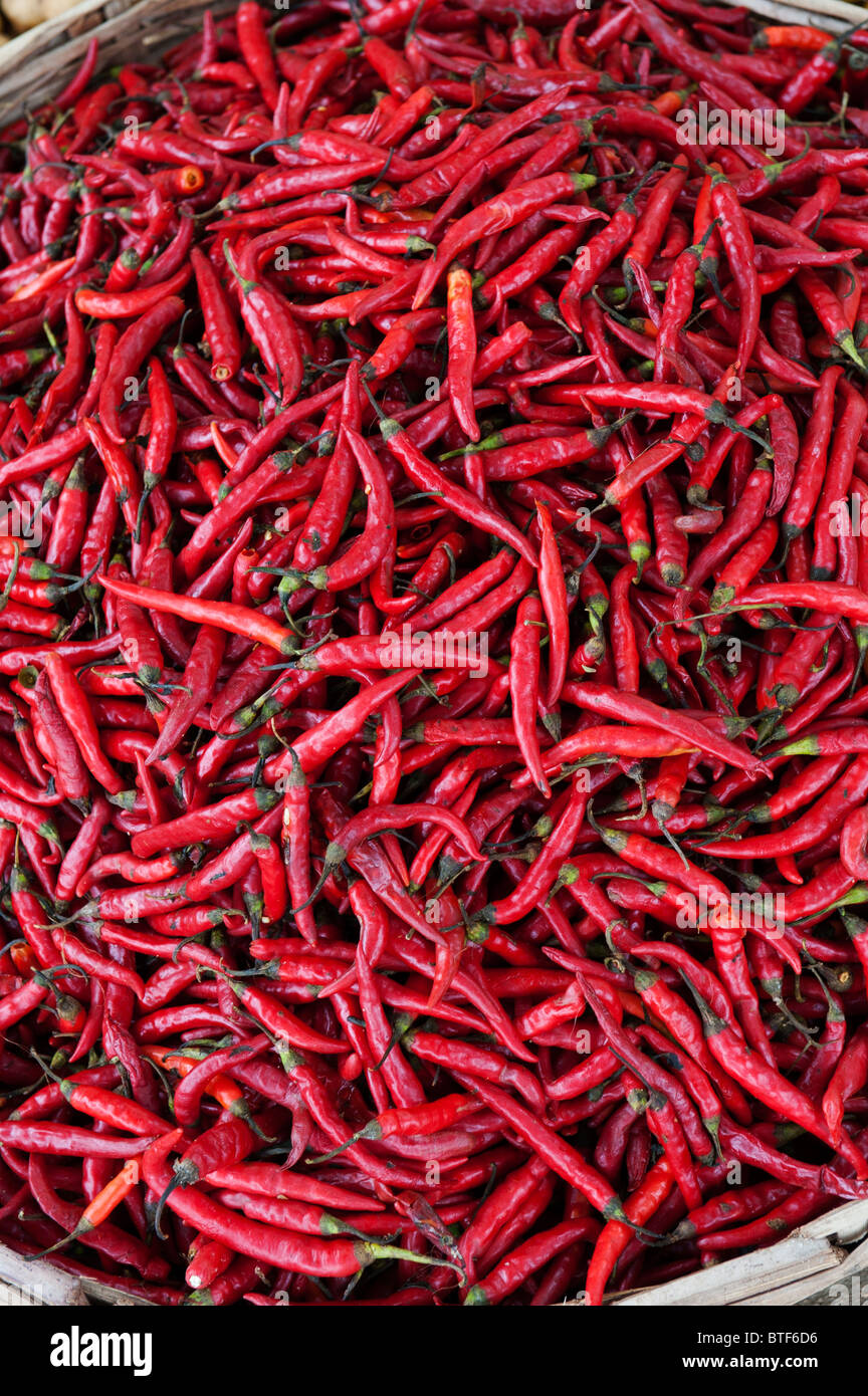 Frische rote Chilis in einem Korb an einem indischen Markt. Indien Stockfoto