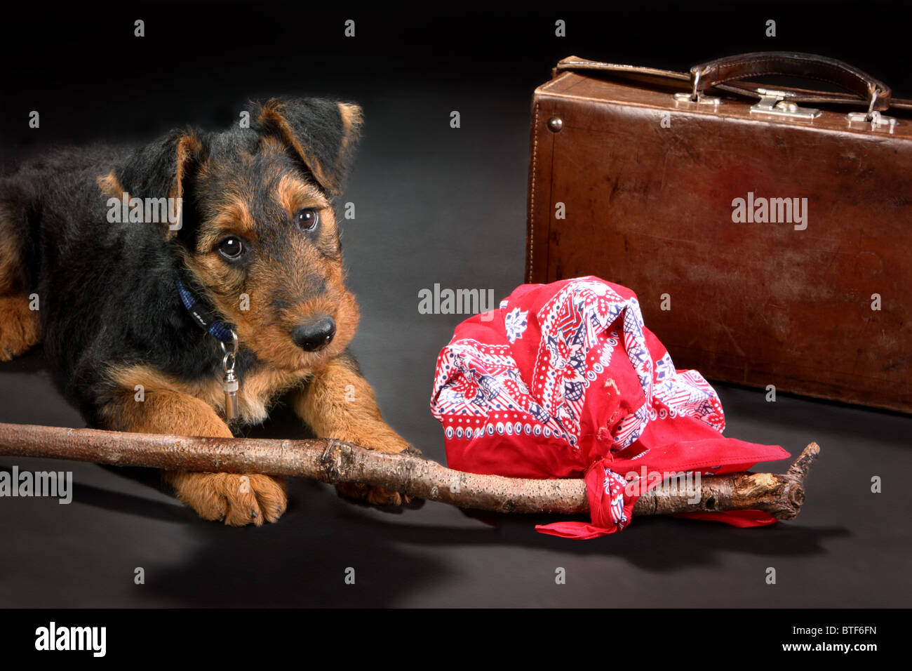 8 Wochen alte kleine Airedale Terrier Welpen Hund mit einem Rucksack