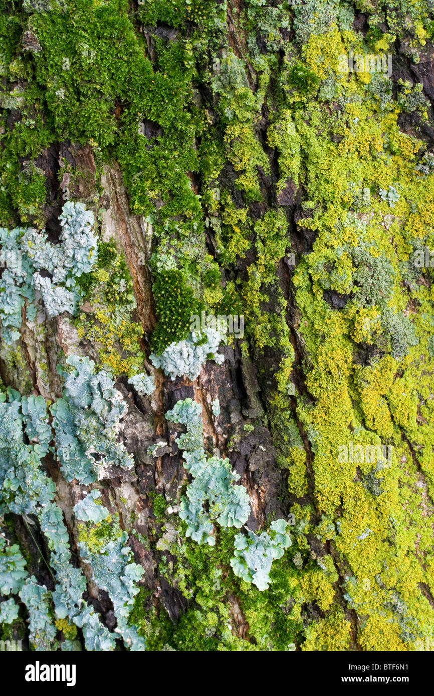 Bunte Moss & Flechten auf Baumrinde Stockfoto