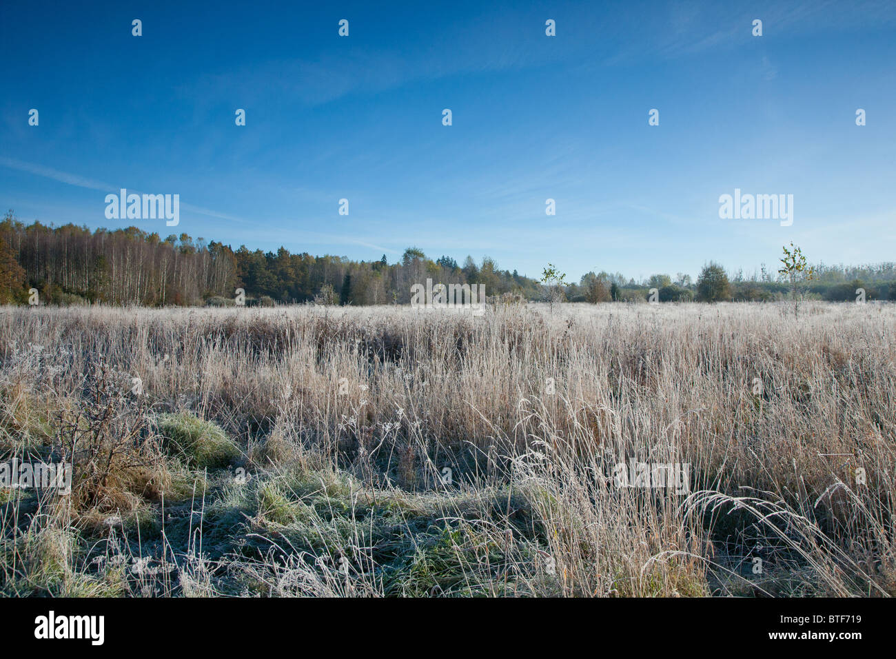 Gefrostet verlassenen Auenlandschaft mit blauem Himmel und Wald im Hintergrund Stockfoto