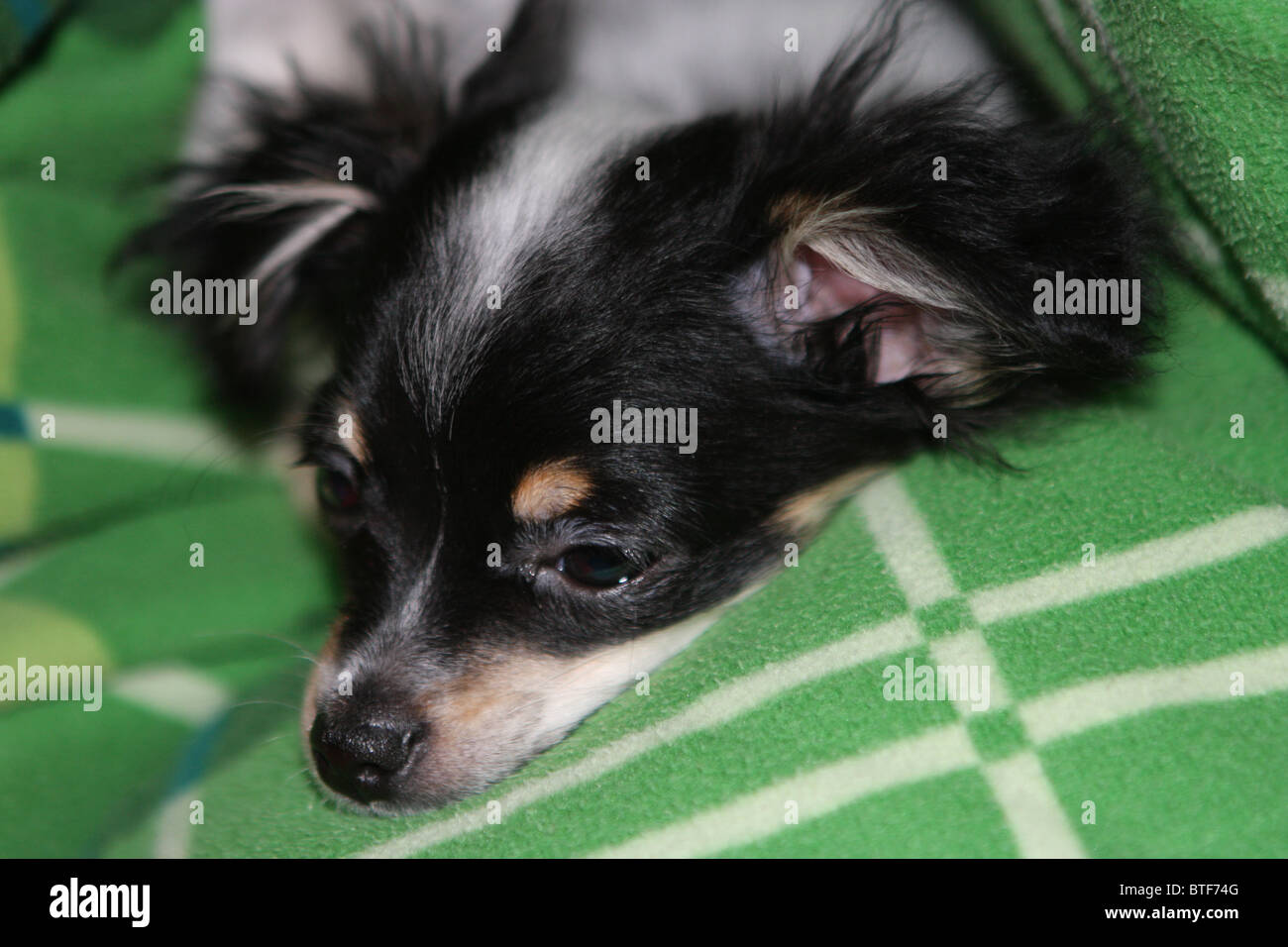 Chi Chi Dog Stockfotos und -bilder Kaufen - Alamy