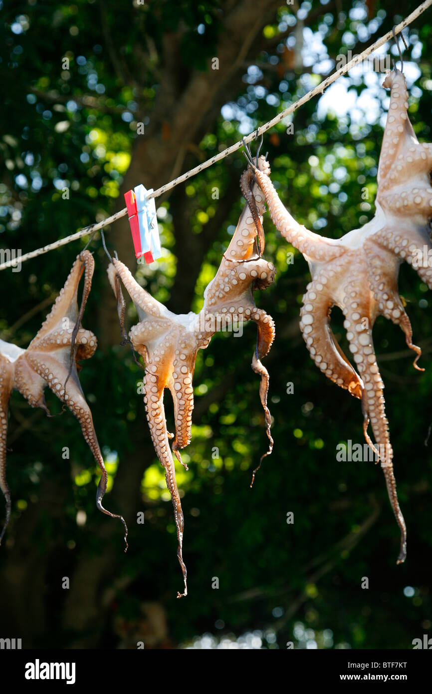 Oktopus hängen zum Trocknen, Rhodos, Griechenland. Stockfoto