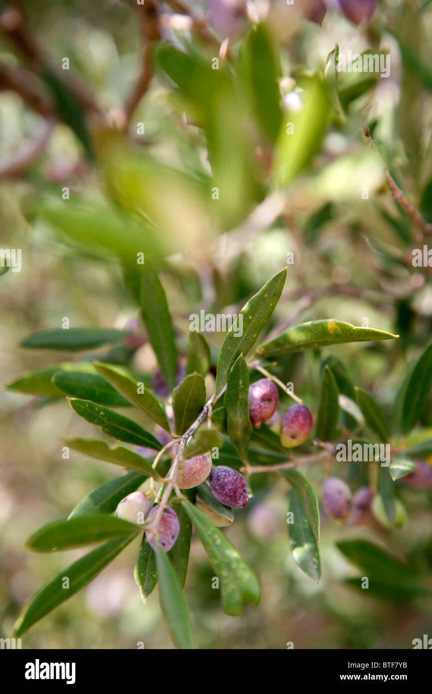 Olivenbaum Branch, Rhodos, Griechenland. Stockfoto