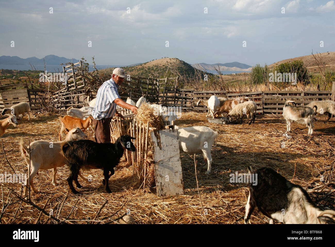 Mann füttern Ziegen auf einem Bauernhof, Kos, Griechenland. Stockfoto