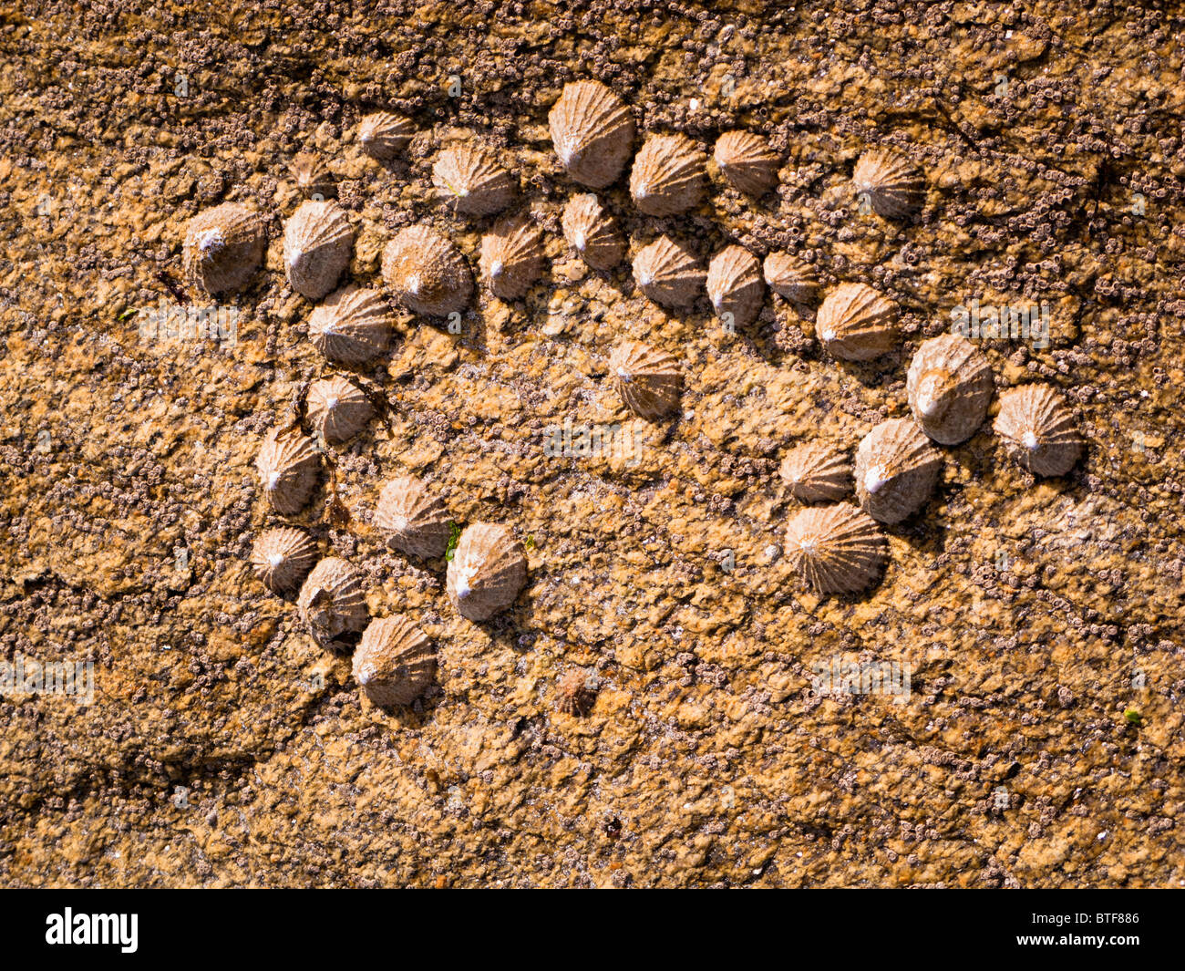 Napfschnecken auf Felsen Frankreich - Patella vulgata Stockfoto