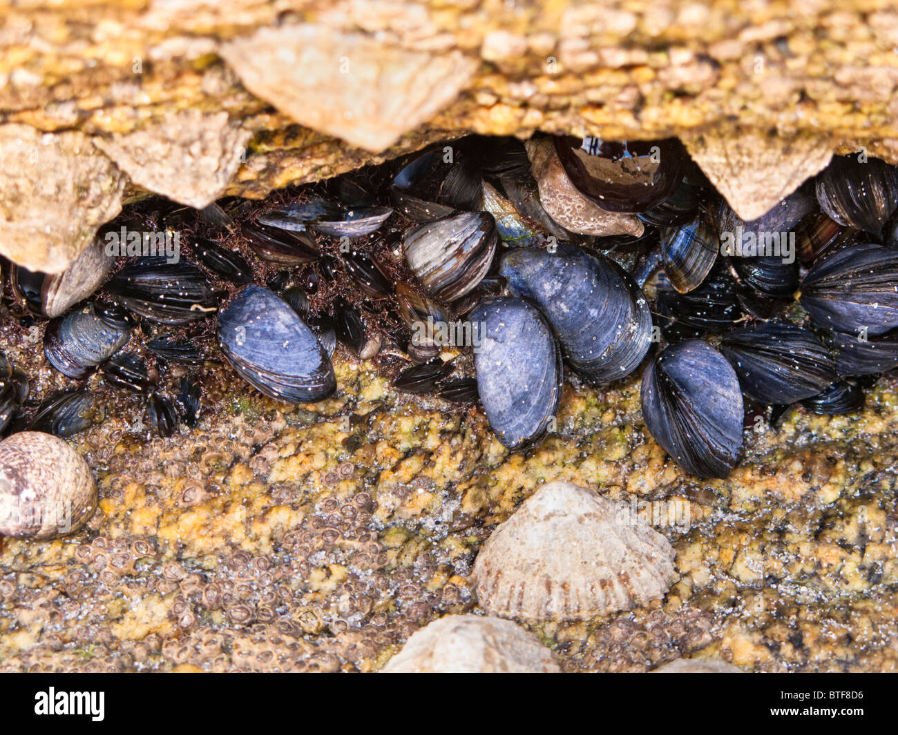 Napfschnecken und Miesmuscheln auf Felsen, Frankreich Stockfoto