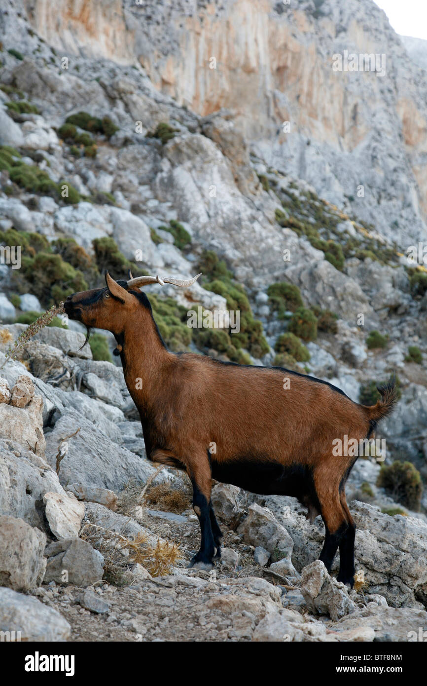 Ziege, Kalymnos, Griechenland, Stockfoto